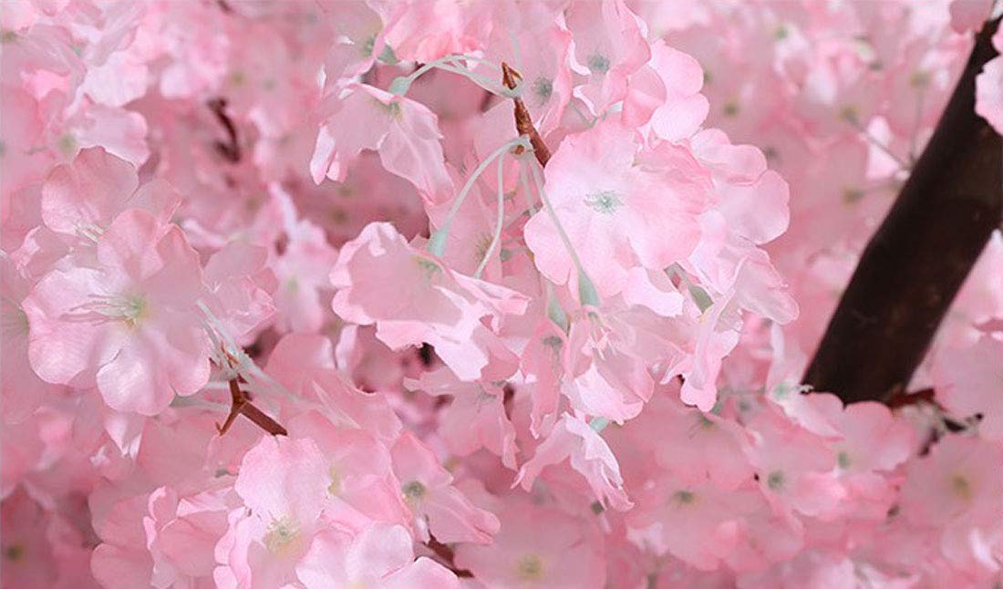 sakura tree